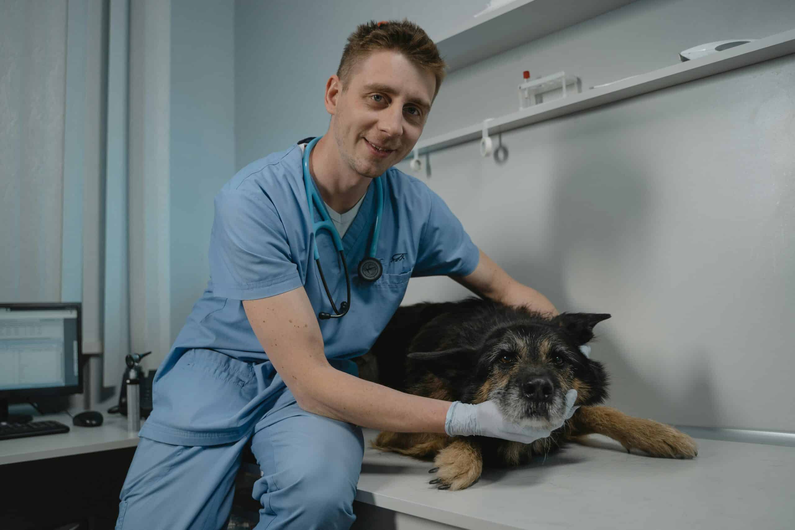 Abu Dhabi veterinary clinic veterinarian conducting a health check on a black dog.