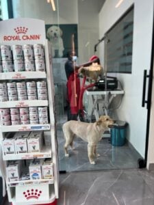 pet grooming jvc.jpeg